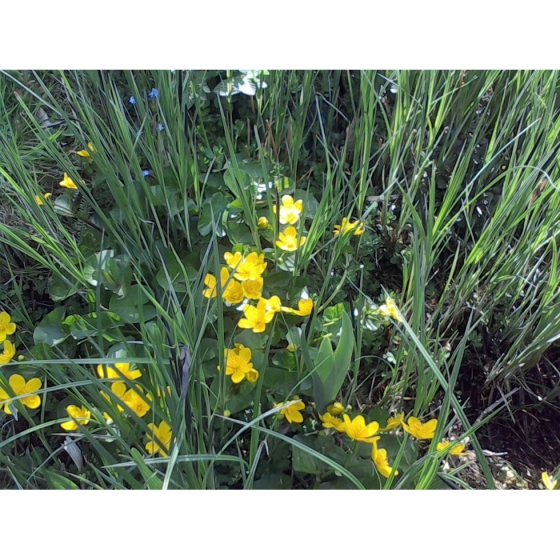 MARSH MARIGOLD seeds (caltha palustris)