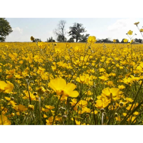 MEADOW BUTTERCUP seeds (ranunculus acris)