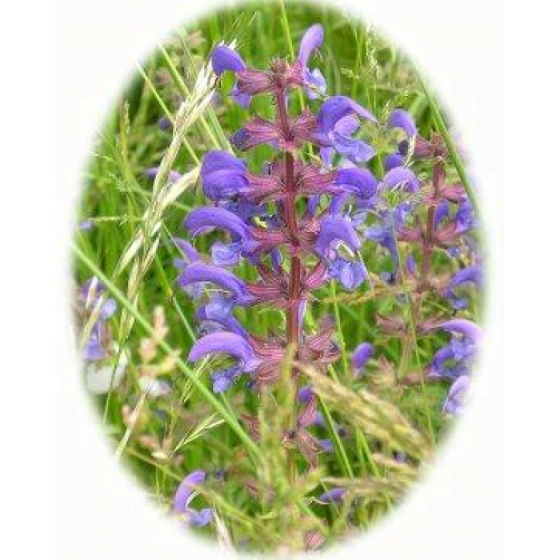 MEADOW CLARY seeds (salvia pratensis)