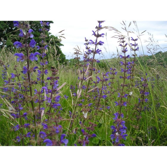 MEADOW CLARY seeds (salvia pratensis)