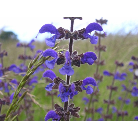 MEADOW CLARY seeds (salvia pratensis)