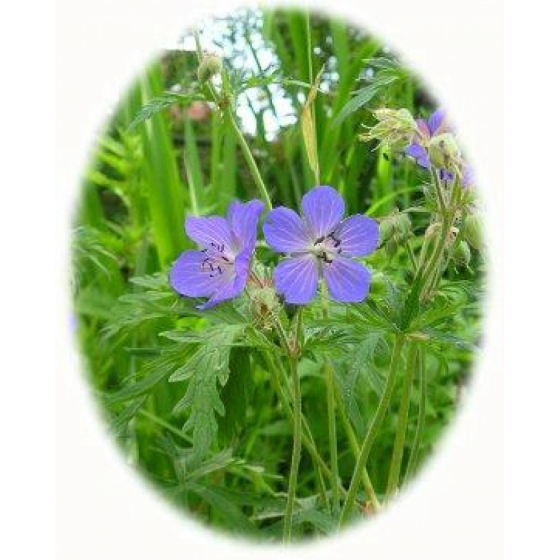 MEADOW CRANESBILL seeds (geranium pratense)