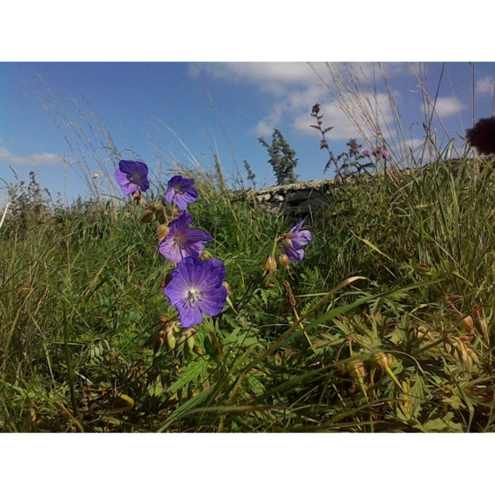 MEADOW CRANESBILL seeds (geranium pratense)