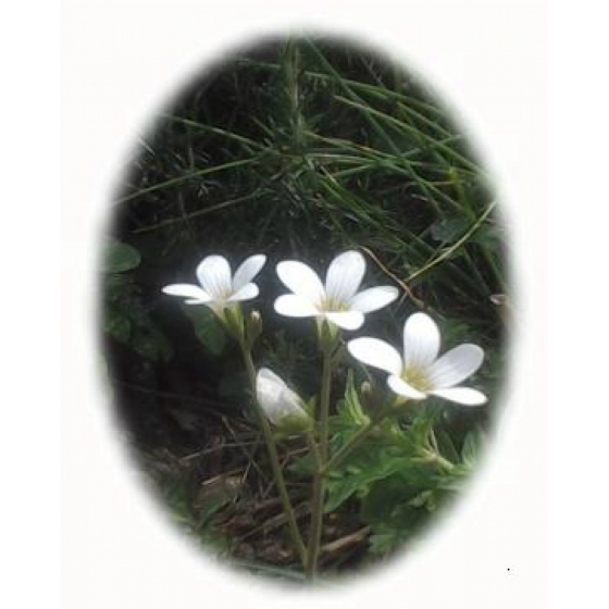 MEADOW SAXIFRAGE seeds (saxifraga granulata)