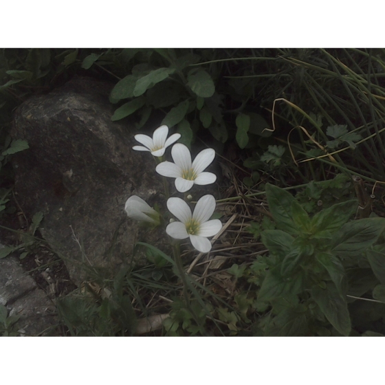 MEADOW SAXIFRAGE seeds (saxifraga granulata)