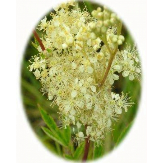 MEADOWSWEET seeds (filipendula ulmaria)