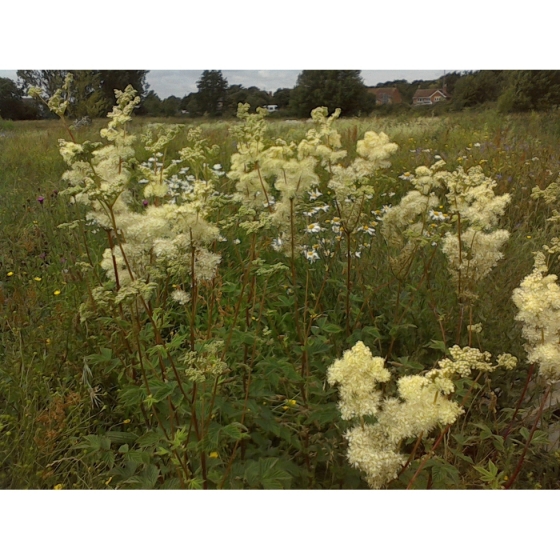 MEADOWSWEET seeds (filipendula ulmaria)