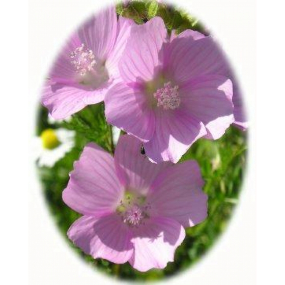 MUSK MALLOW seeds (malva moschata)