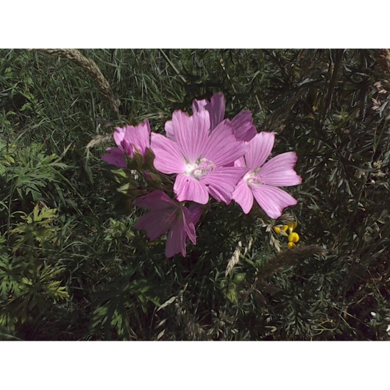 MUSK MALLOW seeds (malva moschata)