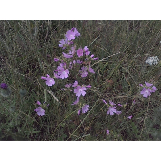 MUSK MALLOW seeds (malva moschata)