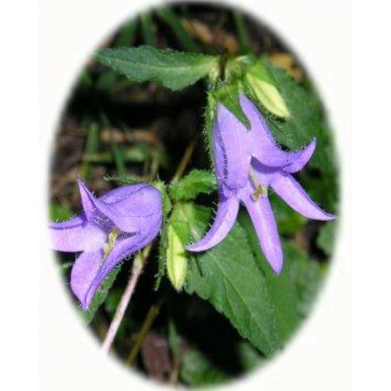 NETTLE LEAVED BELLFLOWER seeds (campanula trachelium)