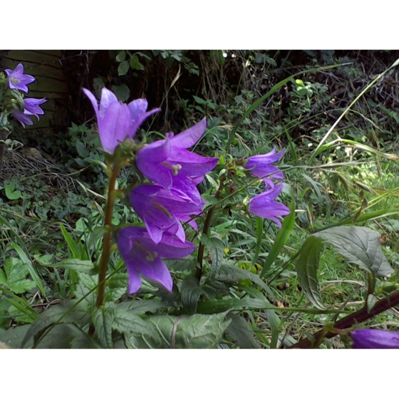 NETTLE LEAVED BELLFLOWER seeds (campanula trachelium)