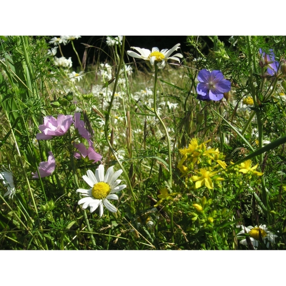 General Purpose Meadow seed mix -Wildflower and Grass Mix