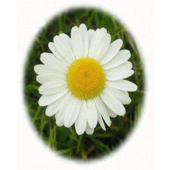 OXEYE DAISY seeds (leucanthemum vulgare)