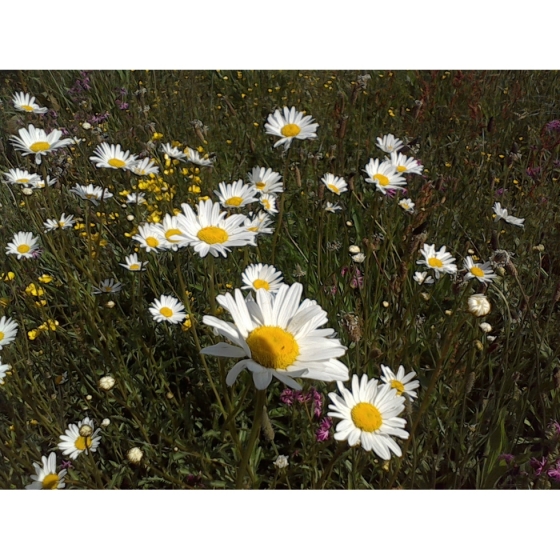 OXEYE DAISY seeds (leucanthemum vulgare)