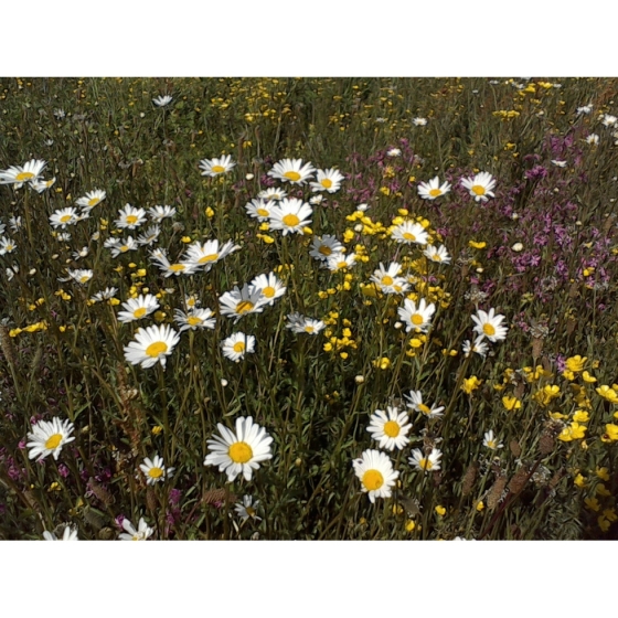 OXEYE DAISY seeds (leucanthemum vulgare)