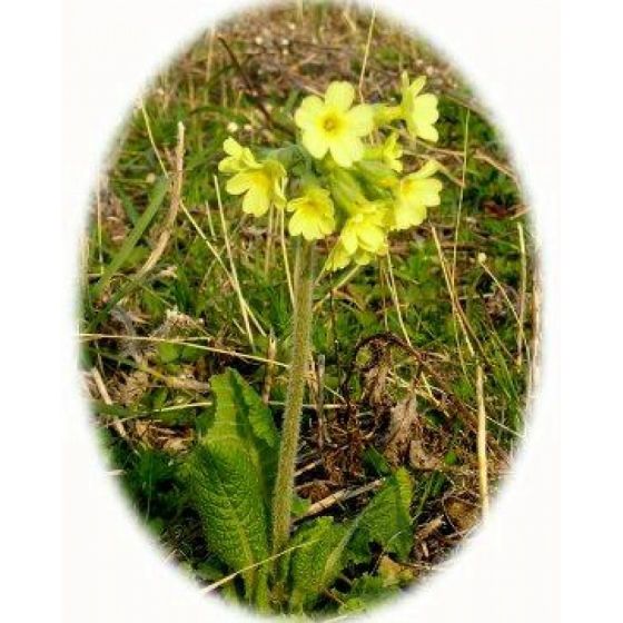 OXLIP seeds (primula elatior)