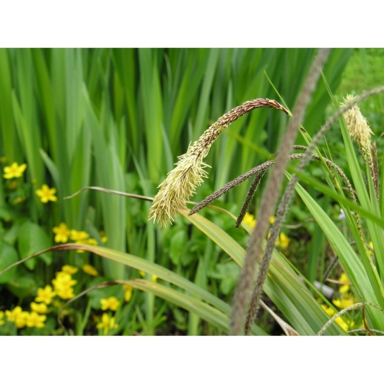 PENDULOUS SEDGE seeds (carex pendula)