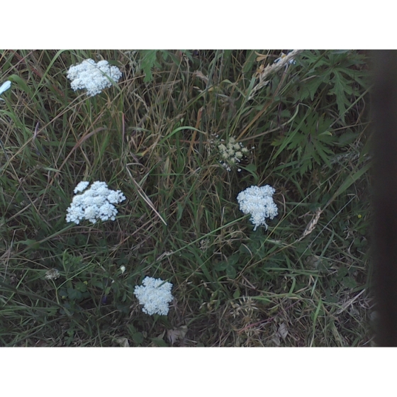 PEPPER SAXIFRAGE seeds (silaum silaus)