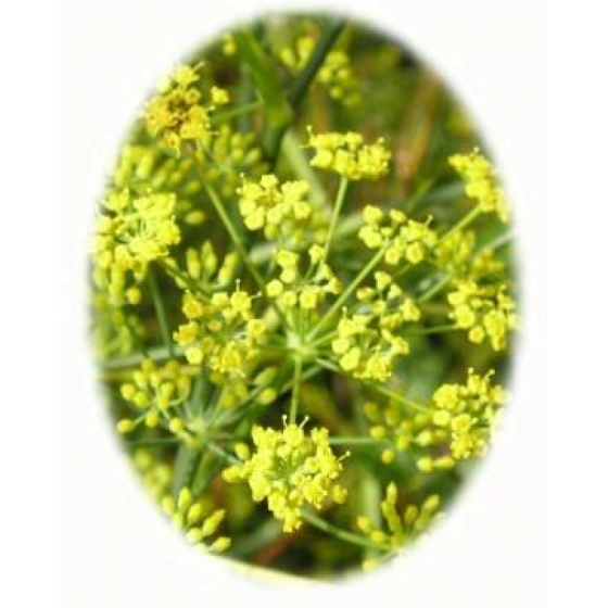 WILD PARSNIP seeds (pastinaca sativa)