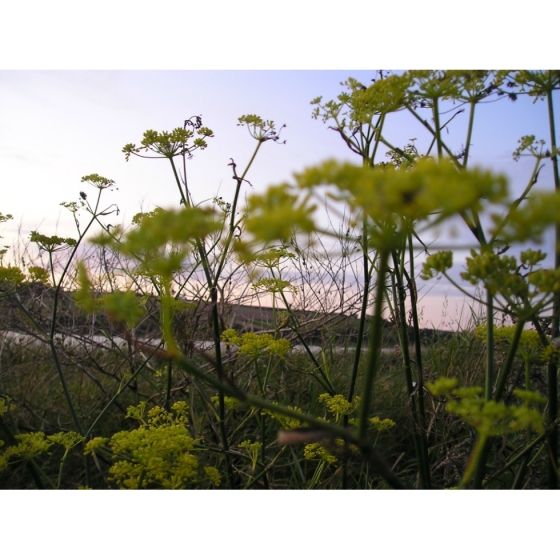 WILD PARSNIP seeds (pastinaca sativa)