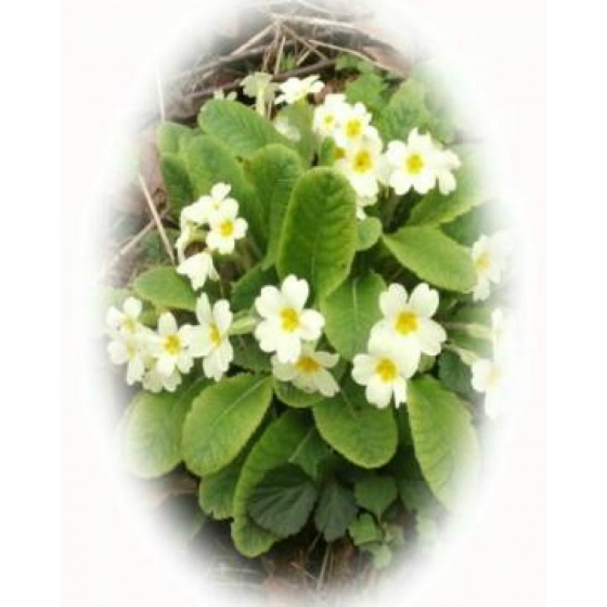 PRIMROSE native seeds (primula vulgaris)