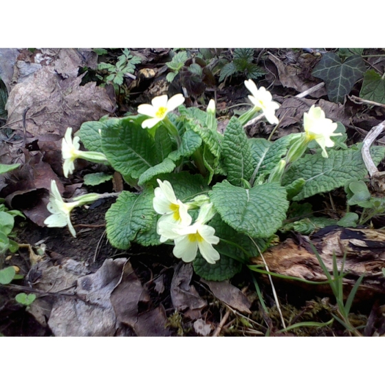 PRIMROSE native seeds (primula vulgaris)