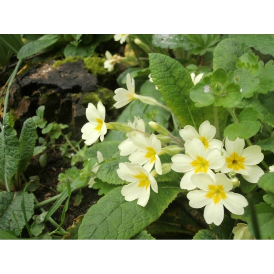 PRIMROSE native seeds (primula vulgaris)