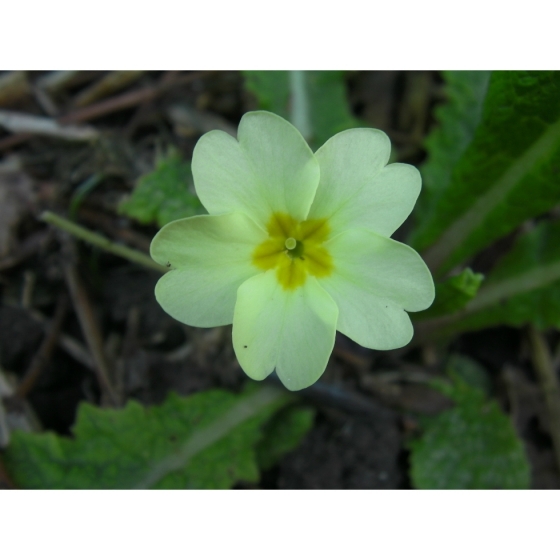 PRIMROSE native seeds (primula vulgaris)