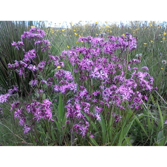 RAGGED ROBIN seeds (lychnis flos-cuculi)