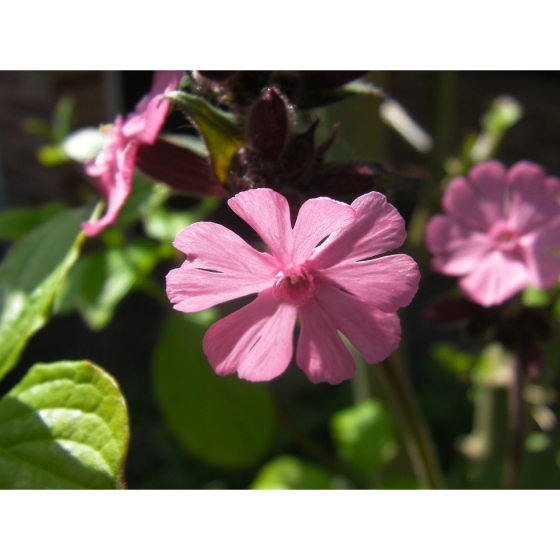 RED CAMPION seeds (silene dioica)