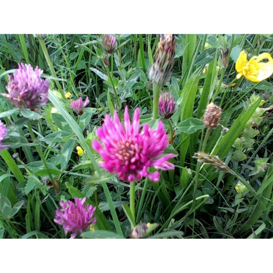 RED CLOVER seeds (trifolium pratense)