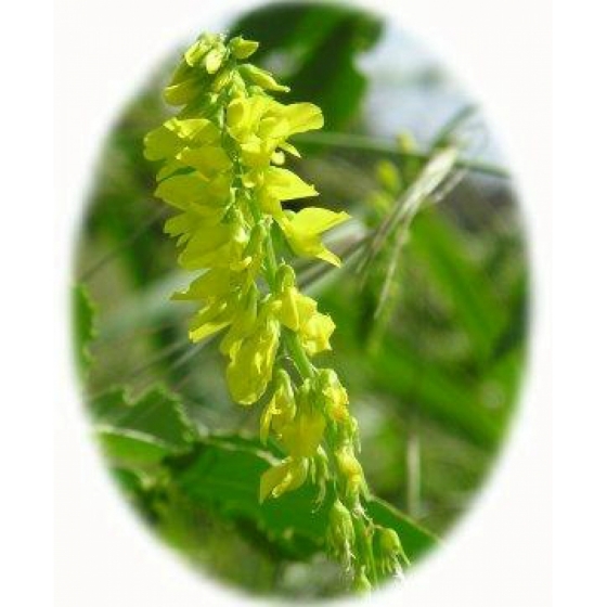 RIBBED MELI LOT seeds (melilotus officinalus)