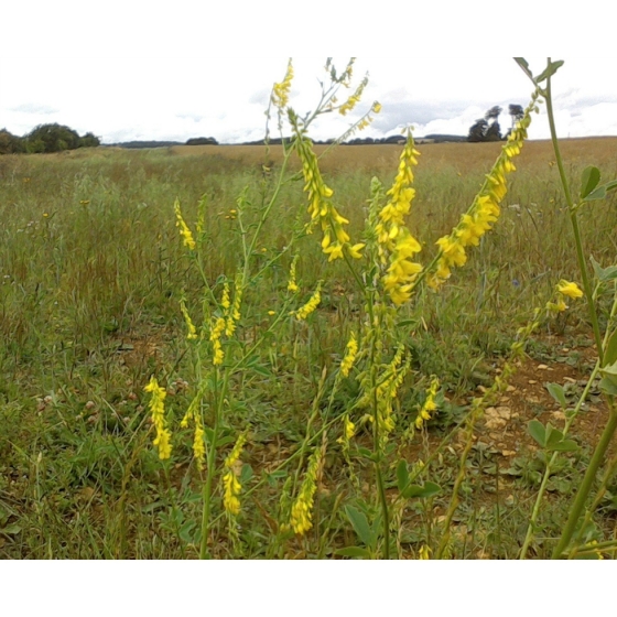 RIBBED MELI LOT seeds (melilotus officinalus)