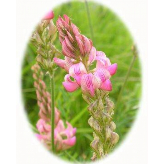 SAINFOIN seeds (onobrychis viciifolia)