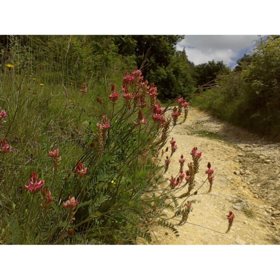 SAINFOIN seeds (onobrychis viciifolia)