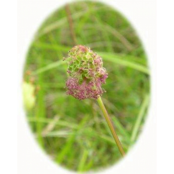 SALAD BURNET seeds (sanguisorba minor)