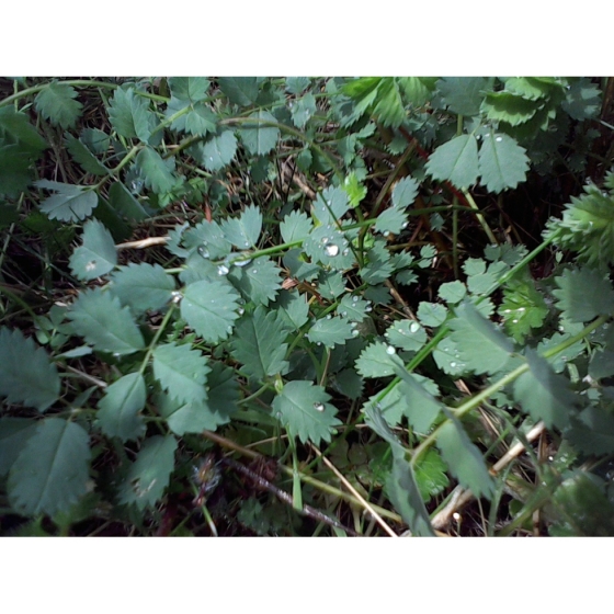 SALAD BURNET seeds (sanguisorba minor)