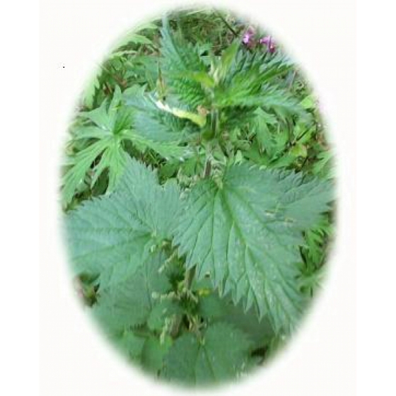 COMMON STINGING NETTLE seeds (urtica dioica)