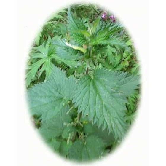 Organic Stinging Nettle Seeds (Urtica dioica)