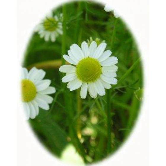 SCENTED MAYWEED seeds (matricaria recutita)