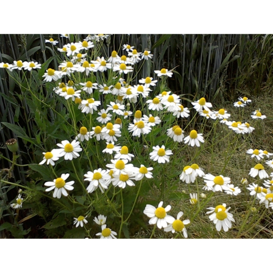 SCENTED MAYWEED seeds (matricaria recutita)