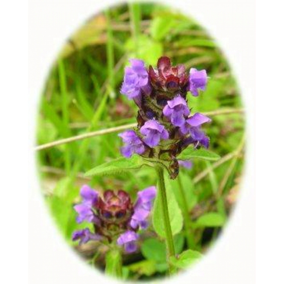 Wildflowers for lawns