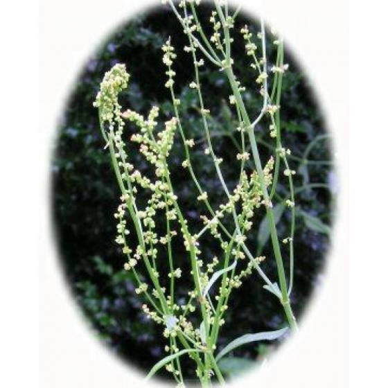 SHEEP`S SORREL seeds (rumex acetosella)