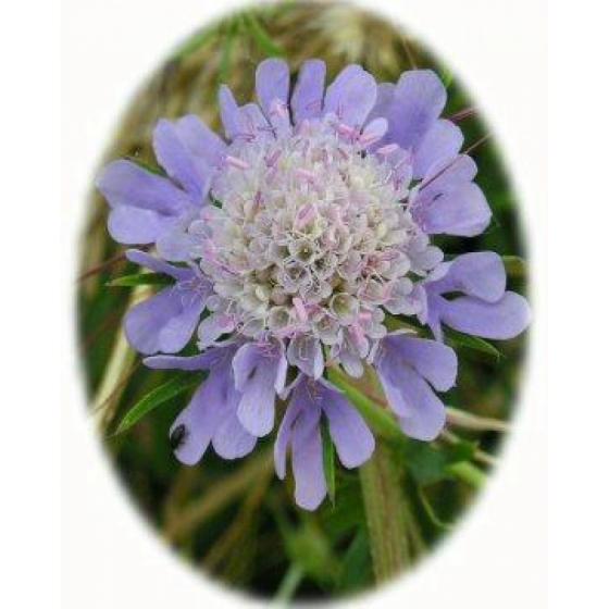 SMALL SCABIOUS seeds (scaboisa columbaria)