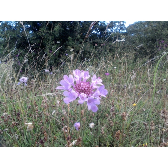 SMALL SCABIOUS seeds (scaboisa columbaria)