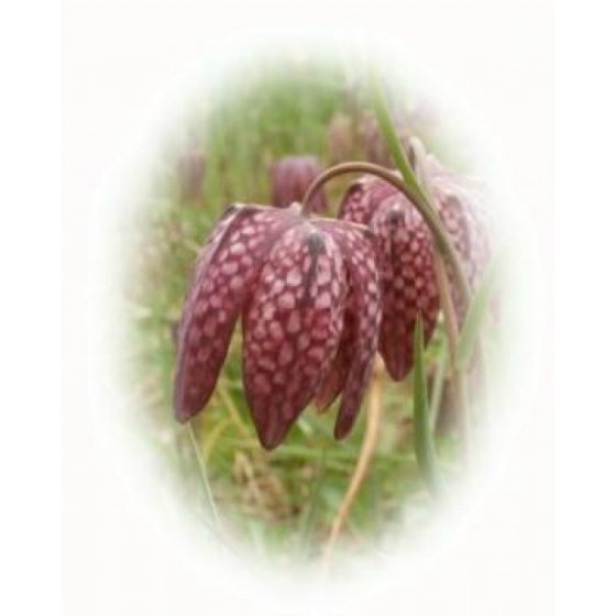 SNAKESHEAD FRITILLARY seeds (fritillaria meleagris)