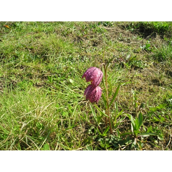 SNAKESHEAD FRITILLARY seeds (fritillaria meleagris)