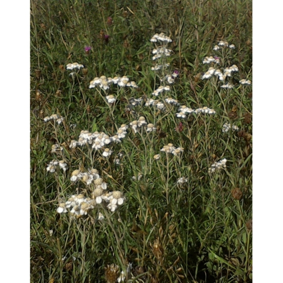 SNEEZEWORT seeds (achillea ptarmica)