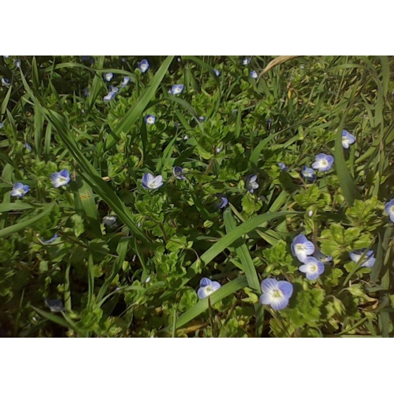 COMMON FIELD SPEEDWELL seeds (veronica persica)